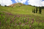 flowers, wildflowers, Crested Butte, Colorado, meadow, alpin
